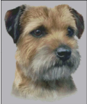 (image for) Border Terrier (No Background)